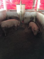 Hembras maternales No. 11 y 12